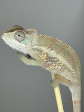 Load image into Gallery viewer, AMBILOBE Panther Chameleon male: (E1)