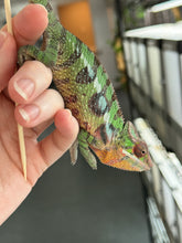 Load image into Gallery viewer, SAMBAVA Panther Chameleon: Marley x Mabel (J1)