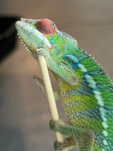 Load image into Gallery viewer, AMBILOBE Panther Chameleon: Jimmy Walker x Dianne (S19)