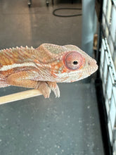 Load image into Gallery viewer, Ambilobe Panther Chameleon: Magnus x Skittles (R15)