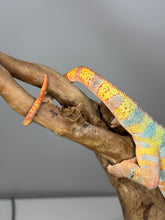 Load image into Gallery viewer, AMBILOBE Panther Chameleon: (J5)