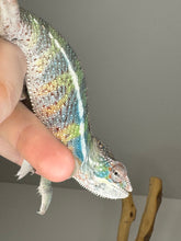 Load image into Gallery viewer, AMBILOBE Panther Chameleon: (E22)
