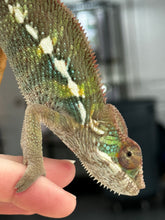 Load image into Gallery viewer, AMBILOBE Panther Chameleon: Frank x Sandy (J3)