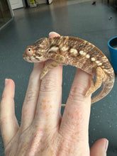 Load image into Gallery viewer, NOSY BE FEMALE Panther Chameleon: 🚺 (S11)