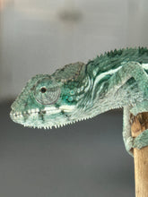 Load image into Gallery viewer, AMBILOBE Panther Chameleon: Frank x Sandy (Q1)