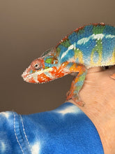 Load image into Gallery viewer, AMBILOBE Panther Chameleon: (J5)