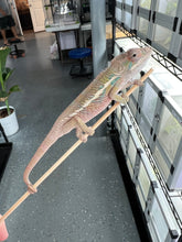 Load image into Gallery viewer, Ambilobe male: Flash x Rocky (J6)