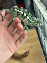 Load image into Gallery viewer, AMBILOBE male: Flash x Rocky (R8)