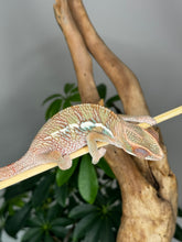 Load image into Gallery viewer, Ambilobe Male (R9)