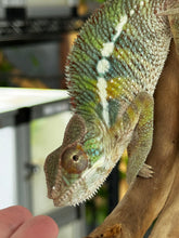 Load image into Gallery viewer, AMBILOBE Panther Chameleon: Frank x Sandy (J6)