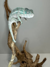 Load image into Gallery viewer, Designer Panther Chameleon: (E16)