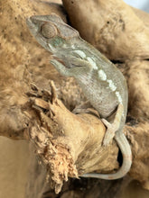 Load image into Gallery viewer, FEMALE AMBILOBE Panther Chameleon: Jimmy x Flash 🚺 (S13)