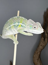 Load image into Gallery viewer, Ambilobe male panther chameleon: Flash x Opal (E22)