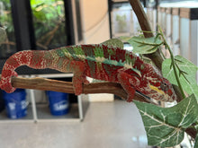 Load image into Gallery viewer, AMBILOBE Male Panther Chameleon: (E12)