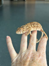 Load image into Gallery viewer, NOSY BE FEMALE Panther Chameleon: 🚺 (S11)