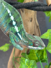 Load image into Gallery viewer, AMBILOBE Panther Chameleon: Frank x Sandy (J9)
