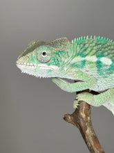 Load image into Gallery viewer, AMBILOBE Panther Chameleon: (E19)