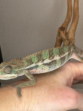 Load image into Gallery viewer, AMBILOBE Panther Chameleon: (E23)