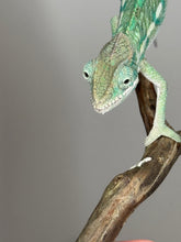 Load image into Gallery viewer, AMBILOBE Panther Chameleon: (E19)