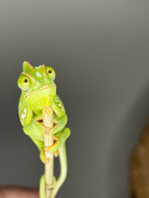 Load image into Gallery viewer, MALE Veiled Chameleons
