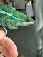 Load image into Gallery viewer, AMBILOBE Panther Chameleon: Frank x Sandy (S14)