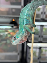 Load image into Gallery viewer, AMBILOBE male: Starburst x Margaret (D2)