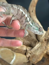 Load image into Gallery viewer, Ambilobe male panther chameleon: Flash x Opal (R5)