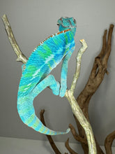 Load image into Gallery viewer, Ambilobe Panther Chameleon (E20)