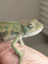 Load image into Gallery viewer, Ambilobe Male Panther Chameleon: Flash x Opal (E13)