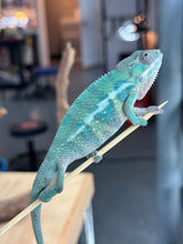 Load image into Gallery viewer, AMBILOBE male: Starburst x Margaret (D2)