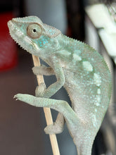 Load image into Gallery viewer, Ambilobe FEMALE: Starburst x Margaret 🚺 (E10)