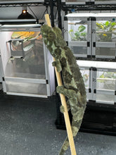 Load image into Gallery viewer, Male Jackson’s Chameleon: I1
