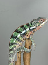 Load image into Gallery viewer, AMBILOBE Male Panther Chameleon: (E1)