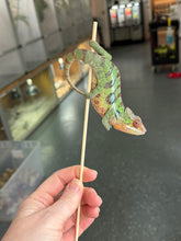 Load image into Gallery viewer, SAMBAVA Panther Chameleon: Marley x Mabel (J1)