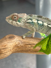 Load image into Gallery viewer, AMBILOBE Panther Chameleon: Frank x Sandy (I8)