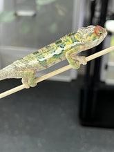 Load image into Gallery viewer, AMBILOBE male: Sam x Amie (Q4)