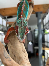 Load image into Gallery viewer, Ambilobe male: JIMMY WALKER