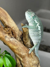 Load image into Gallery viewer, ANKIFY X AMBILOBE Panther Chameleon: (E17)
