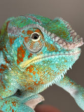 Load image into Gallery viewer, AMBANJA Panther Chameleon: (J5)