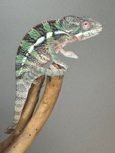 Load image into Gallery viewer, AMBILOBE Male Panther Chameleon: (E1)