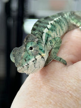 Load image into Gallery viewer, AMBILOBE male: Sunny Delight x Skittles(R5)