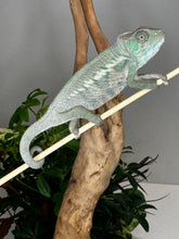 Load image into Gallery viewer, ANKIFY X AMBILOBE Panther Chameleon: (E17)