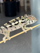 Load image into Gallery viewer, SAMBAVA Panther Chameleon: Marley x Mabel (Q14)