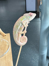 Load image into Gallery viewer, AMBILOBE Panther Chameleon: Starburst x Shirin (R3)