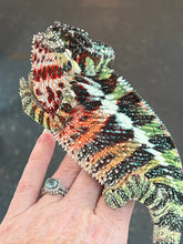 Load image into Gallery viewer, AMBILOBE Panther Chameleon: WC Hawkeye x Nugget (C11)