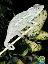 Load image into Gallery viewer, ANKILOBE Panther Chameleon: Ankify x Ambilobe (Q7)