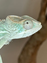 Load image into Gallery viewer, AMBILOBE male panther chameleon: Flash x Opal (J9)