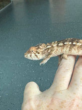 Load image into Gallery viewer, NOSY BE FEMALE Panther Chameleon: 🚺 (S11)