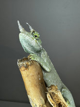 Load image into Gallery viewer, Male Jackson’s Chameleon: I4