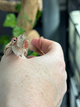 Load image into Gallery viewer, AMBILOBE Panther Chameleon: Magnus x Skittles (E15)